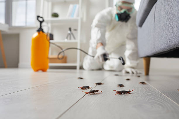 Commercial Kitchen Cockroach Control in Flat Rock